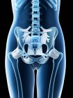 Anatomia del bacino femminile e sistema scheletrico, illustrazione al computer
. — Foto stock