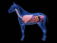Anatomia do cavalo com órgãos internos visíveis, ilustração computacional . — Fotografia de Stock