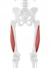 Modello di scheletro umano con dettagliato muscolo Vastus lateralis, illustrazione al computer
. — Foto stock