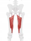 Parte do esqueleto humano com músculo vermelho detalhado Adductor magnus, ilustração digital . — Fotografia de Stock