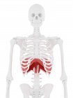 Диафрагма в теле человека, цифровая иллюстрация . — стоковое фото