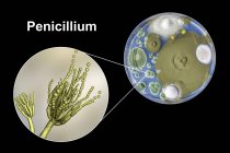 Colonies de champignons Penicillium cultivées sur gélose Sabouraud Dextrose et illustration numérique de la morphologie fongique
. — Photo de stock