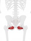 Esqueleto humano con el músculo externo Obturador de color rojo, ilustración digital . - foto de stock