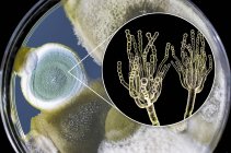 Kolonien von Penicillium-Pilzen, die auf Sabouraud-Dextrose-Agar angebaut werden und digitale Illustration der Pilzmorphologie. — Stockfoto