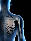 Абстрактні чоловічі плечові кістки, комп'ютерна ілюстрація . — стокове фото