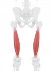 Modello di scheletro umano con dettagliato muscolo Vastus intermedius, illustrazione al computer
. — Foto stock