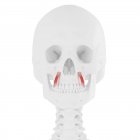 Crâne humain avec détail rouge Levator anguli oris muscle, illustration numérique . — Photo de stock