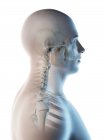 Abstrato ossos da cabeça e pescoço masculinos, ilustração computacional . — Fotografia de Stock