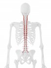 Human skeleton with red colored Rotatores muscle, digital illustration. — Stock Photo