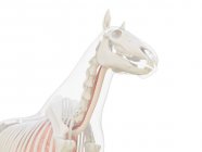 Кінь анатомія і скелет системи верхнього тіла, комп'ютерна ілюстрація . — стокове фото