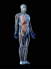 Прозрачная модель тела с мужской анатомией и внутренними органами, цифровая иллюстрация
. — стоковое фото