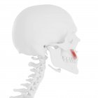 Menschlicher Schädel mit detailliertem rotem Levator anguli oris Muskel, digitale Illustration. — Stockfoto