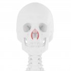 Menschliches Skelett mit rot gefärbtem Nasalis-Quermuskel, digitale Illustration. — Stockfoto