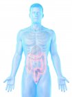Male silhouette with visible large intestine, digital illustration. — Stock Photo