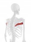 Human skeleton model with detailed Teres major muscle, computer illustration. — Stock Photo