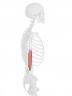 Частина скелета людини з деталізованим червоним м'язами брахіаліса, цифрова ілюстрація . — стокове фото