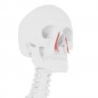 Menschliches Skelett mit rot gefärbten Levator Labii Superioris alaeque Nasi Muskel, digitale Illustration. — Stockfoto