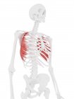 Menschliches Skelett mit rotem Serratus-Vordermuskel, digitale Illustration. — Stockfoto