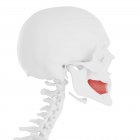 Crânio humano com músculo Buccinator vermelho detalhado, ilustração digital . — Fotografia de Stock
