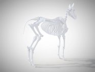 Esqueleto de caballo, representación 3D realista . - foto de stock