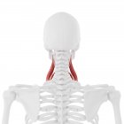 Человеческий скелет с детальной красной средней скаленовой мышцей, цифровая иллюстрация . — стоковое фото