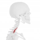 Esqueleto humano con músculo posterior Scalene de color rojo, ilustración digital
. - foto de stock