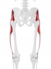 Human skeleton model with detailed Tensor fascia lata muscle, computer illustration. — Stock Photo