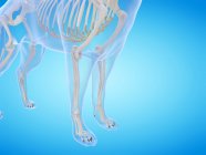 Собачий силует з видимим скелетом на синьому фоні, цифрова ілюстрація . — стокове фото