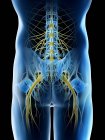 Nervi del bacino maschile nella silhouette astratta del corpo, illustrazione digitale . — Foto stock