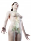 Corps féminin montrant le squelette et le système lymphatique, illustration numérique . — Photo de stock