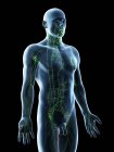 Modèle masculin anatomique montrant le système lymphatique, illustration numérique . — Photo de stock