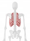 Human skeleton with red colored Outer intercostalis muscle, digital illustration. — Stock Photo