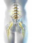 Nervios de la pelvis masculina en silueta corporal abstracta, ilustración digital . - foto de stock