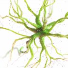 Grün gefärbte Nervenzelle auf weißem Hintergrund, digitale Illustration. — Stockfoto