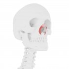 Esqueleto humano con músculo transverso Nasalis de color rojo, ilustración digital . - foto de stock