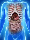Realistic human body model showing male anatomy with internal organs behind ribs, digital illustration. — Stock Photo