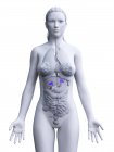 Женское тело с видимыми надпочечниками, цифровая иллюстрация . — стоковое фото