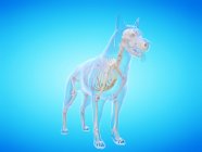 Silueta para perros con esqueleto visible sobre fondo azul, ilustración digital . - foto de stock