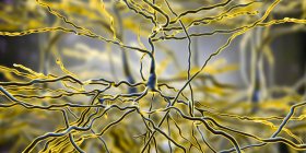 Digital illustration of pyramidal nerve cells from cerebral cortex of brain. — Stock Photo