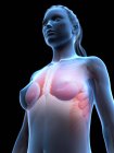 Anatomia dos implantes mamários no corpo feminino modelo 3d, ilustração digital . — Fotografia de Stock