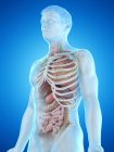 Modelo realista del cuerpo humano que muestra la anatomía masculina con órganos internos detrás de las costillas, ilustración digital . - foto de stock