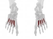 Частина скелета людини з деталізованим червоним міжкістковим м'язами Plantar, цифрова ілюстрація . — стокове фото