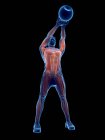 Мускулатура человека, делающего гиревые упражнения, концептуальная цифровая иллюстрация . — стоковое фото