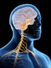 Silueta masculina abstracta con cerebro visible y nervios del sistema nervioso, ilustración por ordenador
. - foto de stock