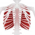 Human skeleton with detailed red Innermost intercostal muscle, digital illustration. — Stock Photo