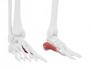 Partie squelette humain avec détail rouge Abductus hallucis muscle, illustration numérique . — Photo de stock