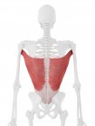 Esqueleto humano con detallado músculo rojo Latissimus dorsi, ilustración digital . - foto de stock
