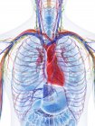 Анатомия сердца в грудной клетке мужчины, компьютерная иллюстрация . — стоковое фото