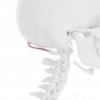 Esqueleto humano com vermelho colorido Rectus capitis músculo menor posterior, ilustração digital . — Fotografia de Stock