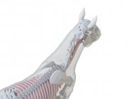 Anatomie du cheval et système squelettique, illustration par ordinateur . — Photo de stock